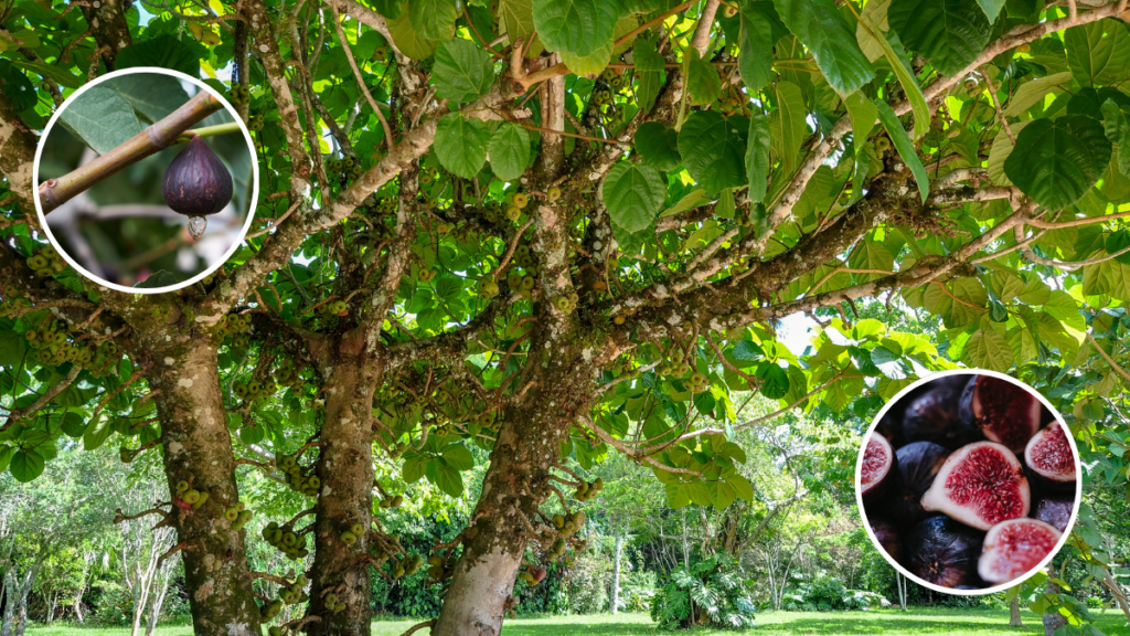 Son figuier ne donnait plus le moindre fruit depuis 8 ans un arboriculteur lui révèle le seul réglage à effectuer