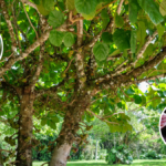 Son figuier ne donnait plus le moindre fruit depuis 8 ans un arboriculteur lui révèle le seul réglage à effectuer