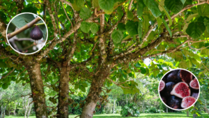 Son figuier ne donnait plus le moindre fruit depuis 8 ans un arboriculteur lui révèle le seul réglage à effectuer